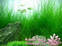 چه گلهايي را مشناسيم؟ 